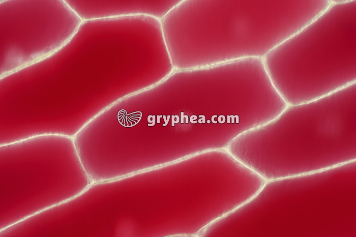 Cellules d'épiderme d'Oignon rouge x100 - gryphea.org